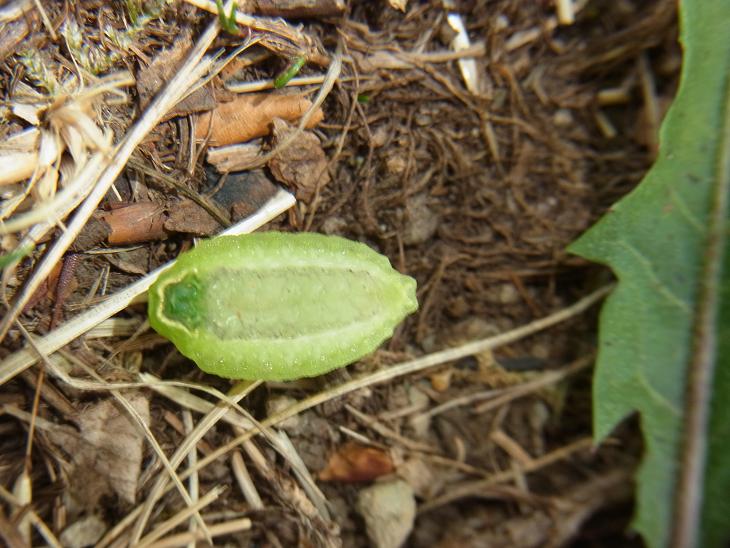 nuovo bruco - Apoda limacodes, Limacodidae